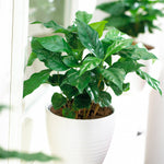 Arabica Coffee Plant