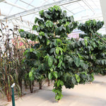 Arabica Coffee Plant