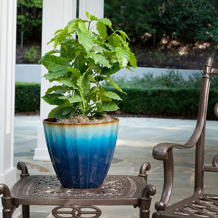 Arabica Coffee Plant