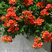 Crimson Delight Trumpet Vine
