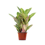 Croton Plant