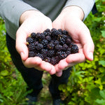 Black Raspberry Bush