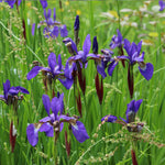 Caesar's Brother Siberian Iris