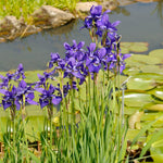 Caesar's Brother Siberian Iris