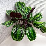 Calathea Medallion