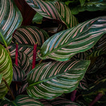 Calathea Ornata