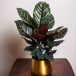 Calathea Ornata