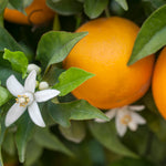 Calomondin often have blooms that overlap with fruiting times.