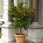 Calamondin Orange Tree