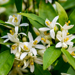 Your orange tree will have very fragrant blossoms.
