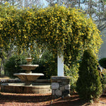Carolina Jasmine