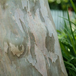 Crape Myrtles have bark that peels to reveal unique coloring for great winter interest.