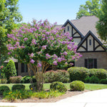 Catawba Crape Myrtle is a wonderful mid-sized crape tree reaching heights of 10-15 feet.