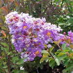 Catawbas blooms are long lasting all summer to fall.