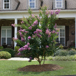 Catawba Crape Myrtle Tree