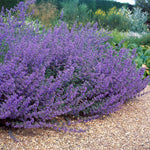 Deer are repelled by the fresh scent of catmint.