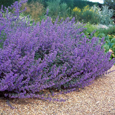 Walker's Low Nepeta (Catmint) Shrub