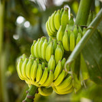 Fruit forms after 10-15 frost free months.