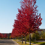 Celebration Maple Tree