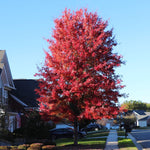 Celebration Maple Tree