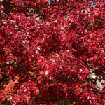Celebration Maple Tree