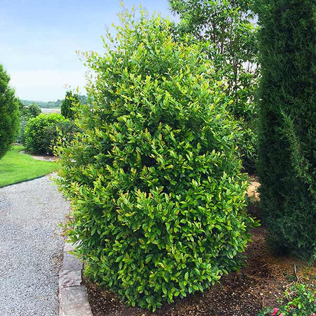 Centre Court™ Cherry Laurel