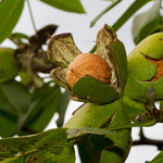 Chandler Walnut Tree