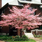Cherokee Chief has deep pink-red blooms with white centers.