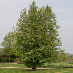 Chinese Hackberry Tree