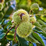 Chinese Chestnut Tree