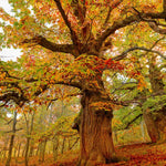 Chinese Chestnut Tree