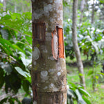 Removing the outer bark reveals the cinnamon underneath.