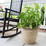 Citronella Mosquito Plant