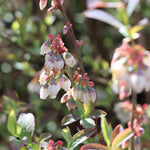 Your blueberry will be covered in petite bell shaped blooms in spring.