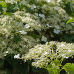 Delicate lacecap blooms.