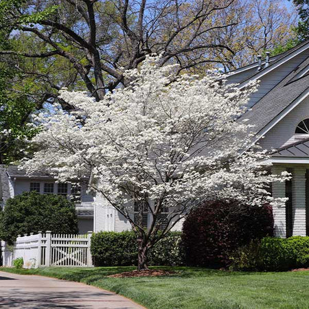 Cloud 9 Dogwood Tree