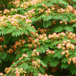 Delicate leaves on this small tree with pink flowers.