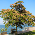 This mature Mimosa, or Silk Tree, is a beautiful specimen tree for the landscape.