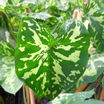 Colocasia 'Hilo Beauty'
