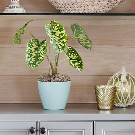 Colocasia 'Hilo Beauty'