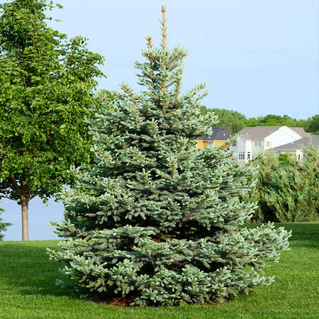 Colorado Blue Spruce Tree