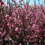 Pink flowers appear in spring.