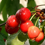 Coral Champagne Cherry Tree