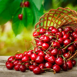 Coral Champagne Cherry Tree