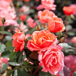 Coral Knock Out® Rose Shrub