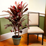 The Hawaiian Ti plant makes a colorful indoor plant.