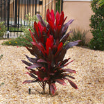 Hawaiian Ti Plant