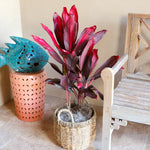 Hawaiian Ti Plant