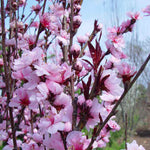 Corinthian Pink Double Flowering Peach Tree