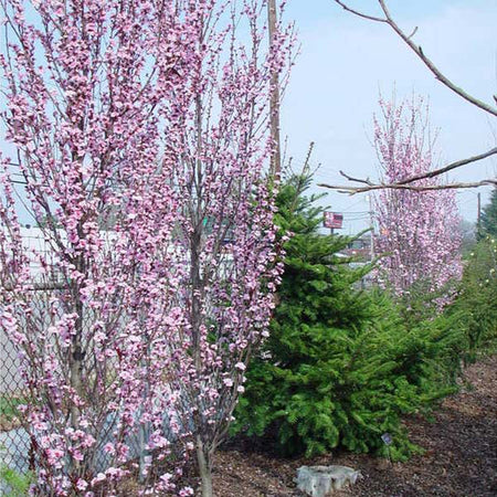 Corinthian Pink Double Flowering Peach Tree